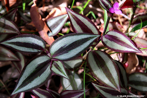 گورفیل , برگ گورخر , Wandering Jew,Zebrina pendula,Inch Plant, Variegated Wandering Jew
